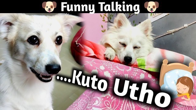 'Aalsi Kulotobaby | Funny Talking Dog | Dog Can Talk Episode - 8'