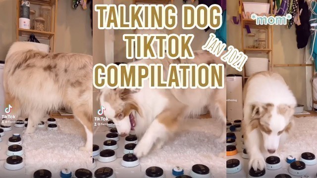 'Talking dog Tiktok compilation 2021 | Flambo the dog'