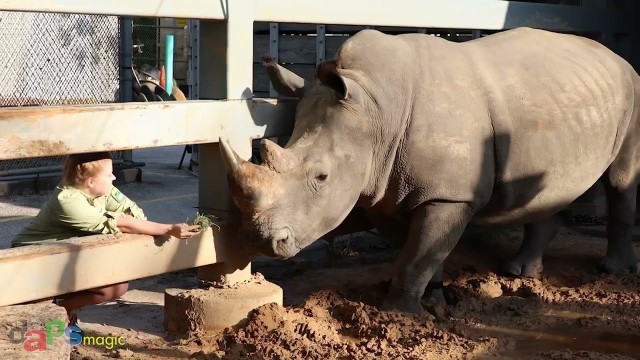 'White Rhino Given Fitness Tracker at Disney\'s Animal Kingdom'