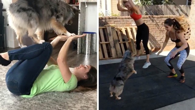 'Athletic Dog And Owner Workout With Each Other'